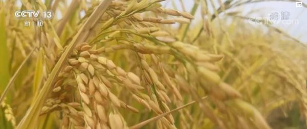 丰收时节 | 湖北当阳53万亩水稻开镰收割