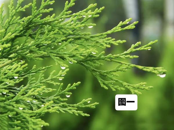 王子文自己做的原生洗发水，你敢用吗？