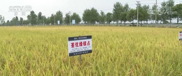 丰收时节 | 湖北当阳53万亩水稻开镰收割