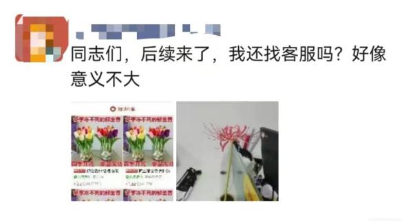 辛辛苦苦种了6个月，结果不是郁金香