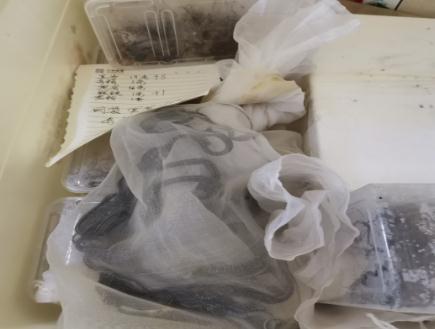 养蛇人出租屋内饲养上百条蛇,或逃散至小区其他居民家中! 养蛇人出租屋内饲养上百条蛇,或逃散至小区其他居民家中!