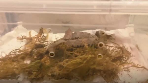 养蛇人出租屋内饲养上百条蛇,或逃散至小区其他居民家中! 养蛇人出租屋内饲养上百条蛇,或逃散至小区其他居民家中!