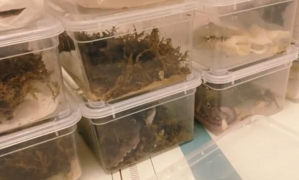 养蛇人出租屋内饲养上百条蛇,或逃散至小区其他居民家中! 养蛇人出租屋内饲养上百条蛇,或逃散至小区其他居民家中!