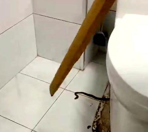 养蛇人出租屋内饲养上百条蛇,或逃散至小区其他居民家中! 养蛇人出租屋内饲养上百条蛇,或逃散至小区其他居民家中!