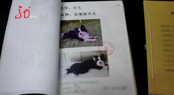 牡丹江一小区11只宠物犬相继被毒死！凶手抓到了……