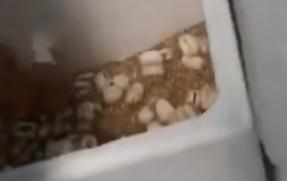 惊！一住户饲养上百条蛇，或逃散至邻居家中！