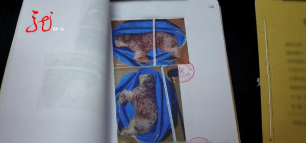 牡丹江一小区11只宠物犬相继被毒死！凶手抓到了……