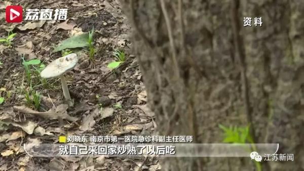 只有彩色蘑菇有毒？这种白色蘑菇也要当心，已有人中招！