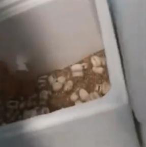 养蛇人出租屋内饲养上百条蛇,或逃散至小区其他居民家中! 养蛇人出租屋内饲养上百条蛇,或逃散至小区其他居民家中!