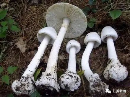 只有彩色蘑菇有毒？这种白色蘑菇也要当心，已有人中招！