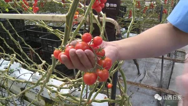 探访中国山西番茄小镇