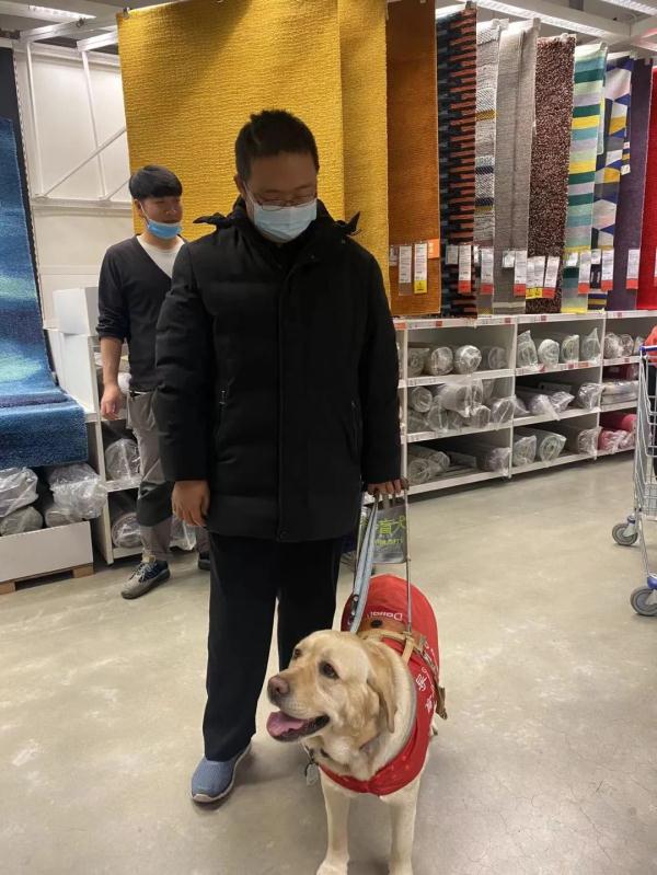 身价20万，导盲犬真的这么贵?