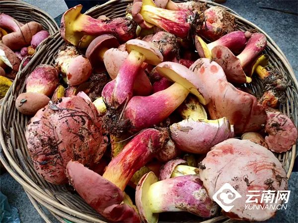 云南人的秋天，都在舌尖上！