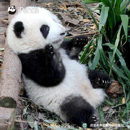 熊猫宝宝9连拍萌翻了