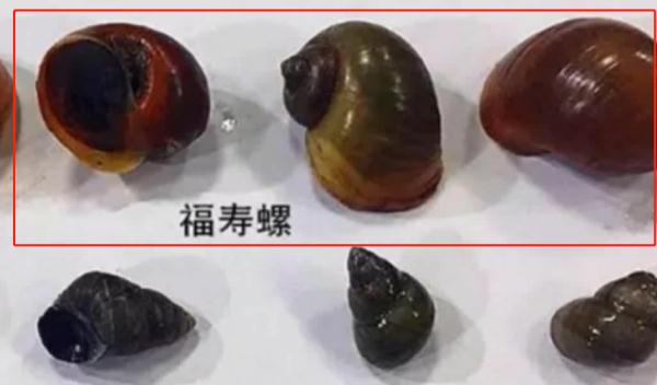 小伙吃了这种蟹后发作癫痫，医生：千万别吃