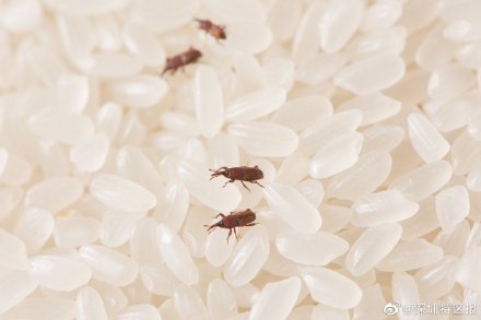 大米里的虫是怎么凭空出现的,不小心吃了会怎么样? 大米里的虫是怎么凭空出现的,不小心吃了会怎么样?