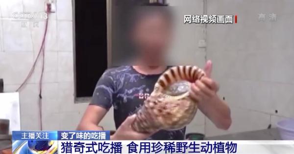 烹食大白鲨、鳄雀鳝竟成酸菜鱼！如何刹住猎奇式吃播？