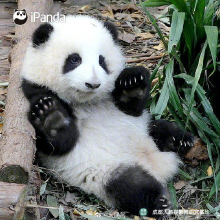 熊猫宝宝9连拍萌翻了