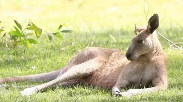 86年来首例！澳77岁男子把袋鼠从小养大 却遭其袭击不幸死亡