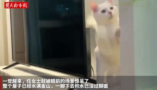 这只猫技能惊人！半夜开水闸淹了家...当事人：打不过怎么办？