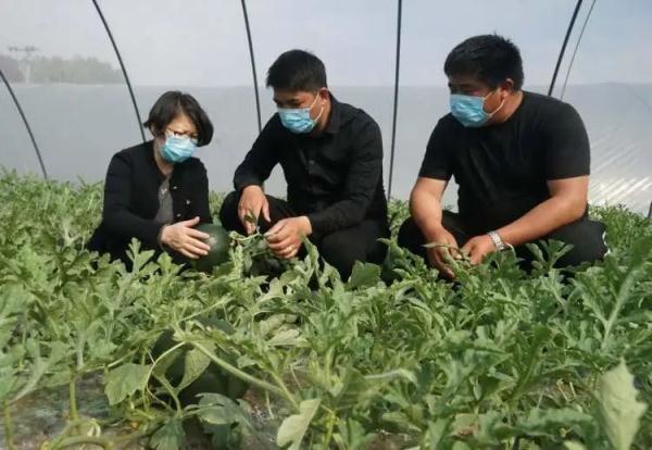 西瓜瓜瓤出现白色？专家：正常现象