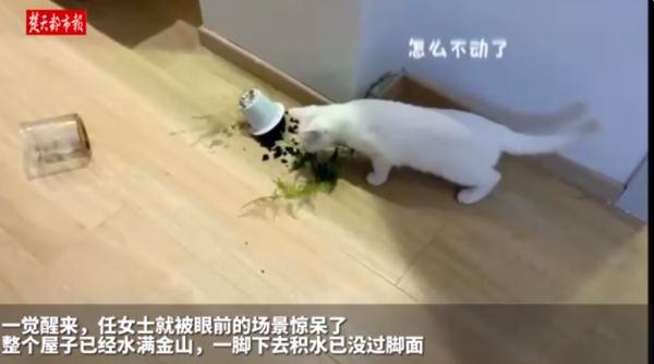 这只猫技能惊人！半夜开水闸淹了家...当事人：打不过怎么办？