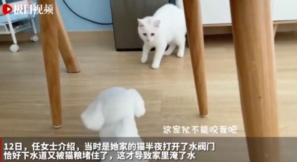这只猫技能惊人！半夜开水闸淹了家...当事人：打不过怎么办？