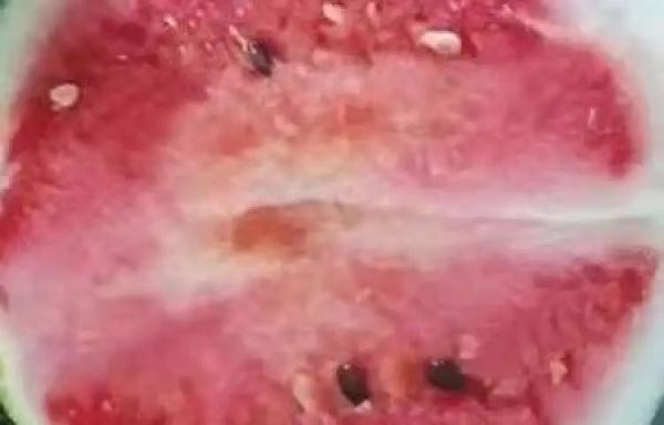 西瓜瓜瓤出现白色？专家：正常现象