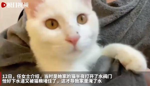 这只猫技能惊人！半夜开水闸淹了家...当事人：打不过怎么办？