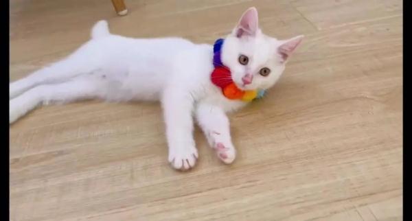 这只猫技能惊人！半夜开水闸淹了家...当事人：打不过怎么办？