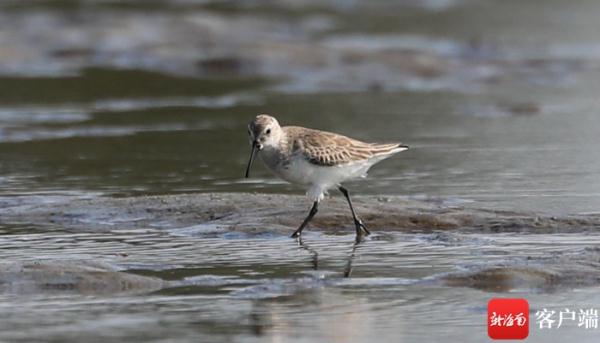 呆萌猫头鹰幼崽受伤 陵水海岸警察成功救助