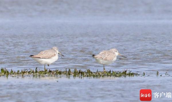 呆萌猫头鹰幼崽受伤 陵水海岸警察成功救助