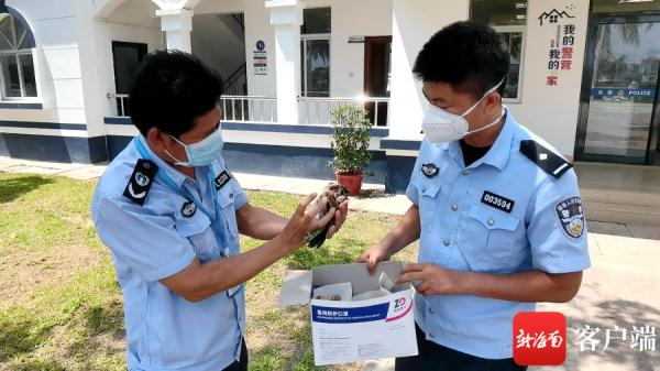 呆萌猫头鹰幼崽受伤 陵水海岸警察成功救助