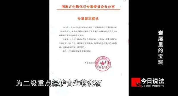两百余件化石被扣！女子倒卖九千万年前鱼龙“龙下蛋”化石，获刑九年