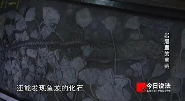 两百余件化石被扣！女子倒卖九千万年前鱼龙“龙下蛋”化石，获刑九年