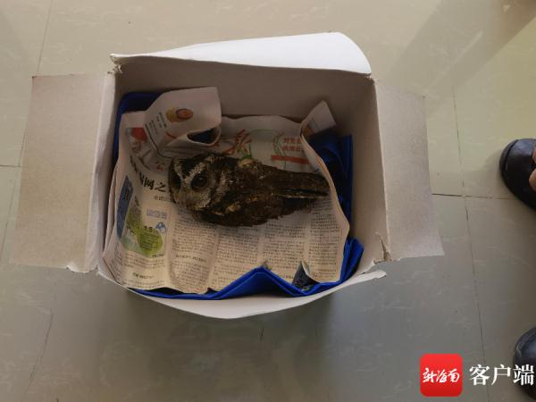 呆萌猫头鹰幼崽受伤 陵水海岸警察成功救助
