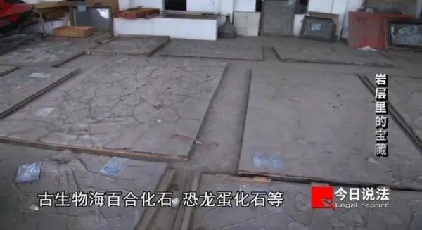两百余件化石被扣！女子倒卖九千万年前鱼龙“龙下蛋”化石，获刑九年
