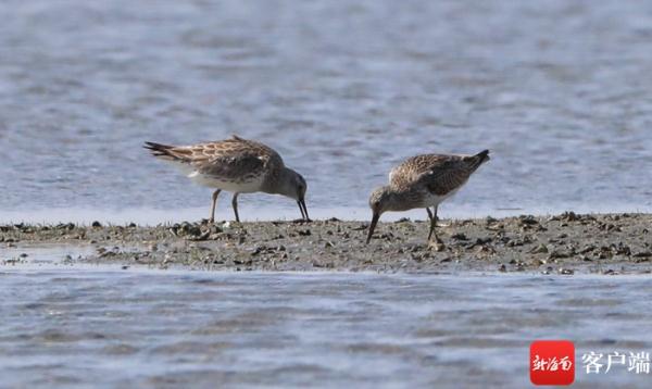 呆萌猫头鹰幼崽受伤 陵水海岸警察成功救助