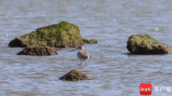 呆萌猫头鹰幼崽受伤 陵水海岸警察成功救助