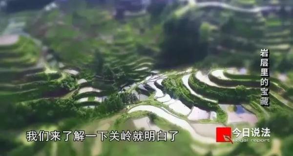 两百余件化石被扣！女子倒卖九千万年前鱼龙“龙下蛋”化石，获刑九年