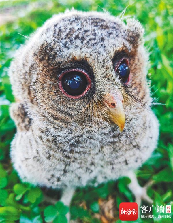 呆萌猫头鹰幼崽受伤 陵水海岸警察成功救助