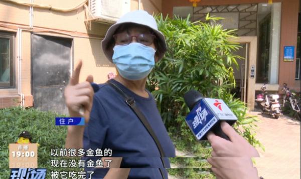 又是鳄雀鳝！男子在水池洗手被咬伤，一查竟是两年前被放生的......