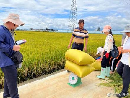 首用小粒种！云南个旧杂交中稻超高产攻关亩产突破1200公斤