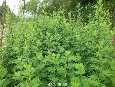 秋季过敏性鼻炎祸首竟是它