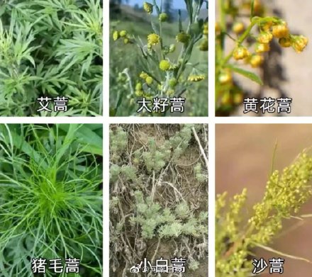 秋季过敏性鼻炎祸首竟是它