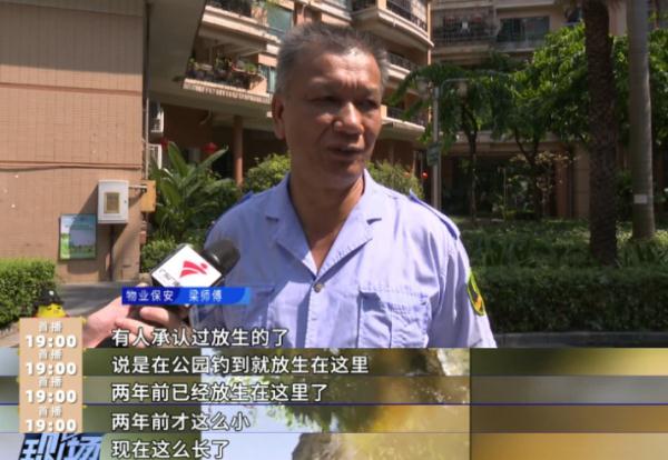 又是鳄雀鳝！男子在水池洗手被咬伤，一查竟是两年前被放生的......