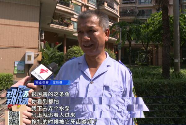 又是鳄雀鳝！男子在水池洗手被咬伤，一查竟是两年前被放生的......