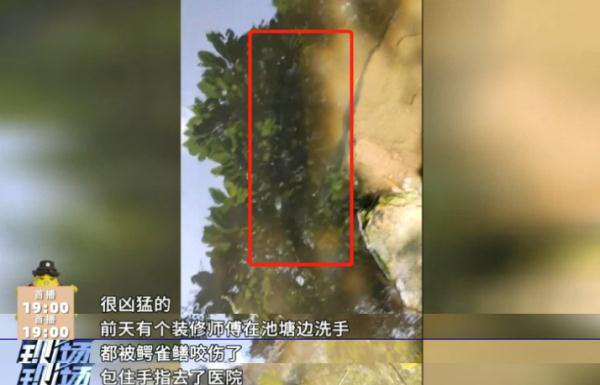 又是鳄雀鳝！男子在水池洗手被咬伤，一查竟是两年前被放生的......