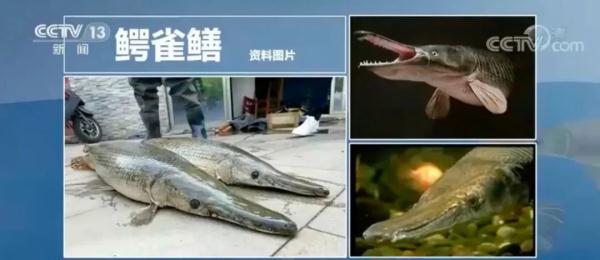 注意！江西已发现，看到请举报