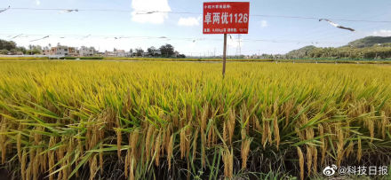首用小粒种！云南个旧杂交中稻超高产攻关亩产突破1200公斤